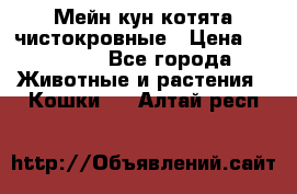 Мейн-кун котята чистокровные › Цена ­ 25 000 - Все города Животные и растения » Кошки   . Алтай респ.